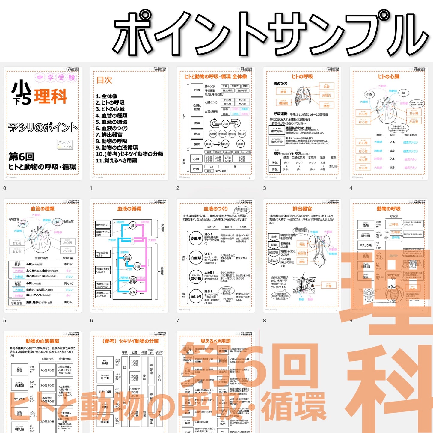 (PDF 予シリのポイント)5年下 理科 第6回(生物) ヒトと動物の呼吸・循環 ダウンロードファイル